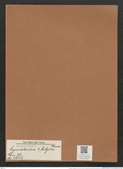 Cymatosira ? belgica Grun. (de-Toni-Nr.: Genus 76, Species 2806) Zeichnungen Sammlung Grunow Mappe 02984 (Herbarium_W_Grunow_drawings_Folder_02984)